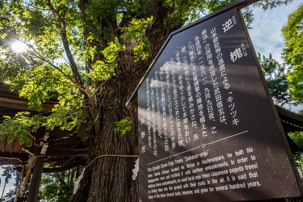 川中島古戦場 逆さ槐