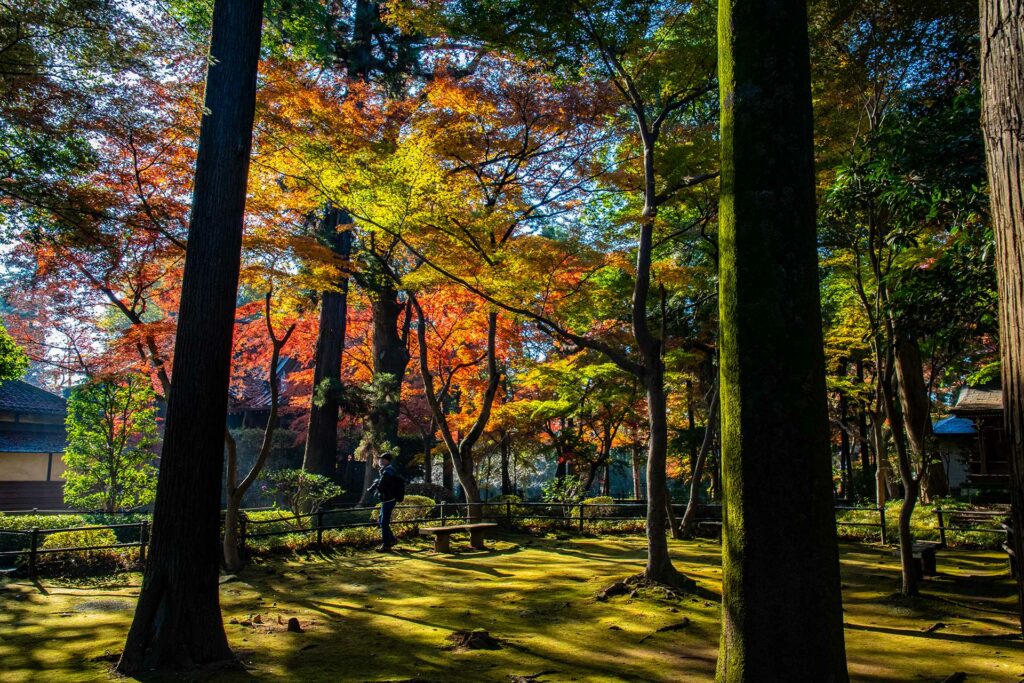 金鳳山平林寺境内林