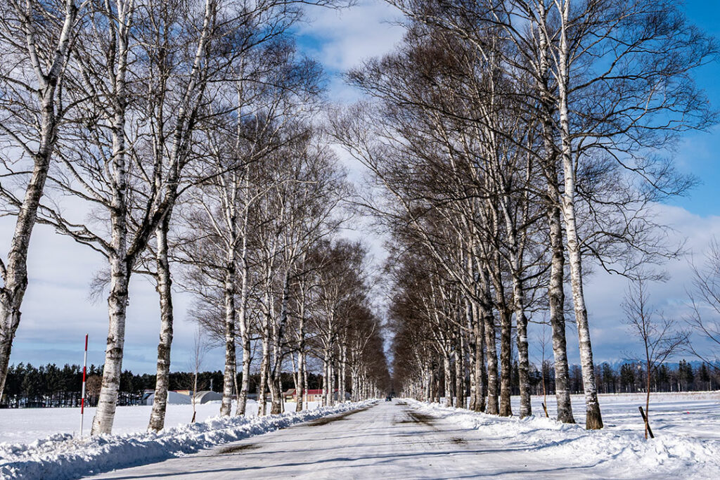 十勝牧場 白樺並木