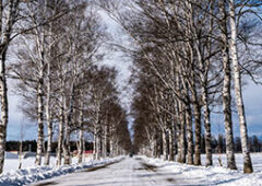 十勝牧場 白樺並木