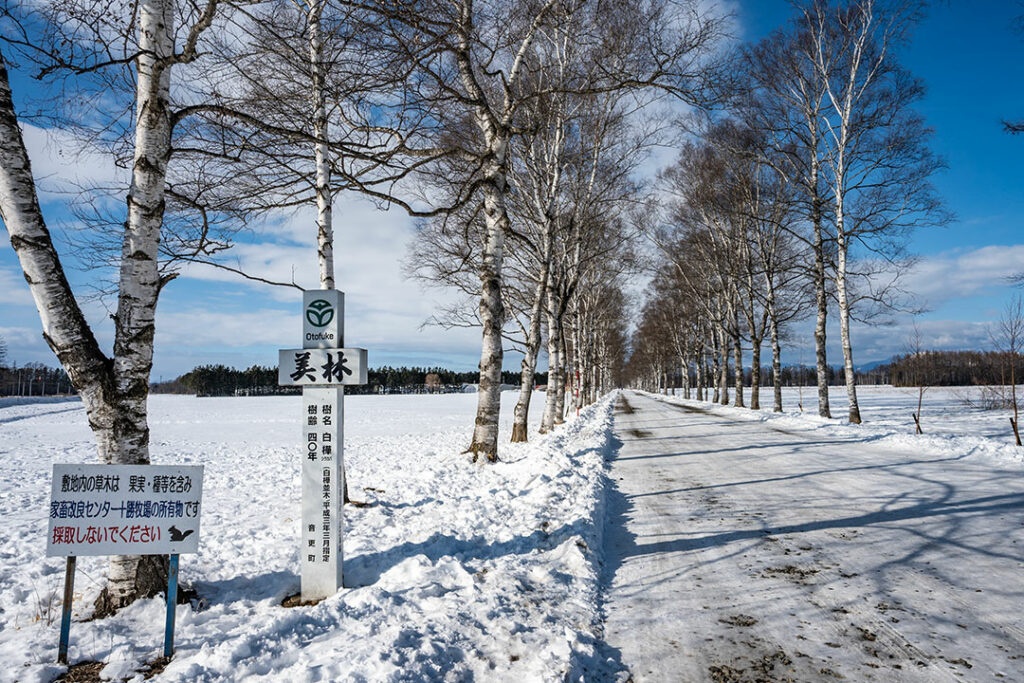 十勝牧場 白樺並木