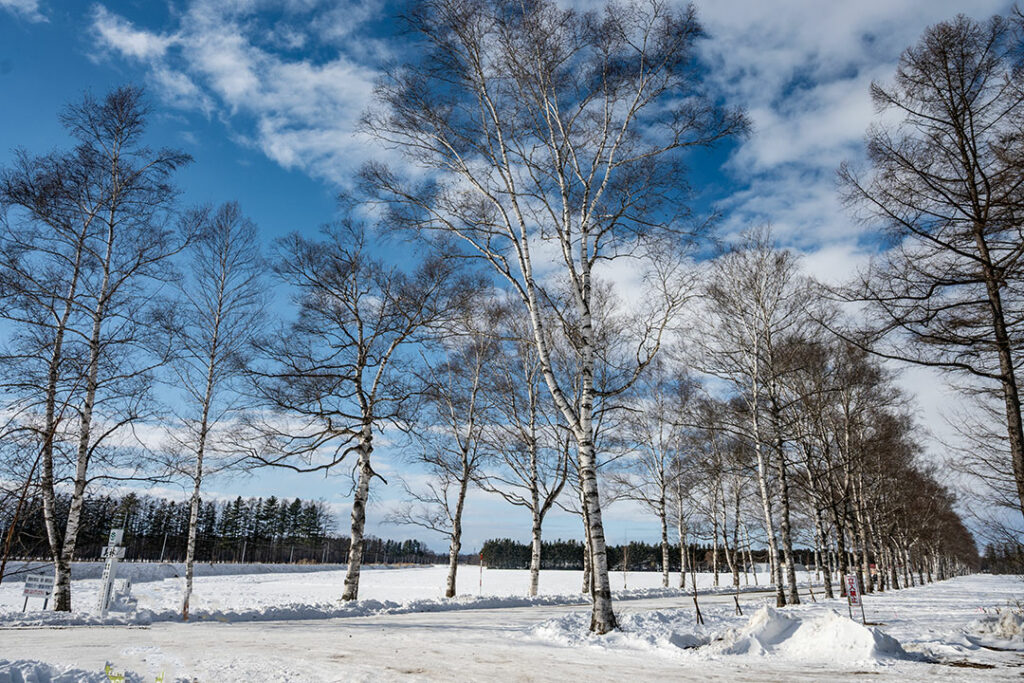 十勝牧場 白樺並木