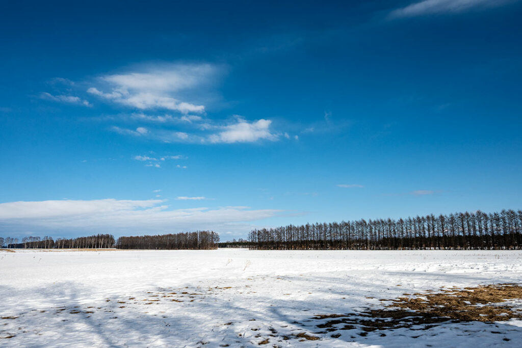 十勝牧場 白樺並木